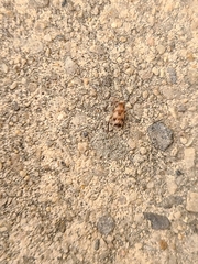 Anoscopus