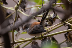 Rhipidura dryas