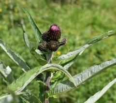 Cirsium helenioides