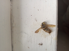 Dolichovespula media