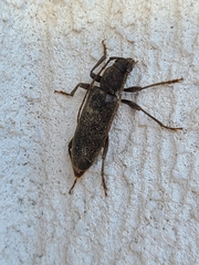 Trichoferus campestris