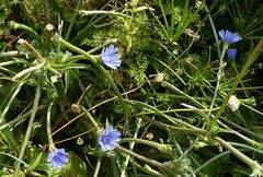 Cichorium pumilum