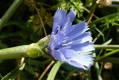 Cichorium pumilum