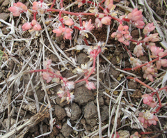 Portulaca hereroensis image