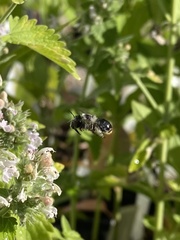 Anthophora terminalis