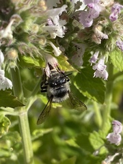 Anthophora terminalis