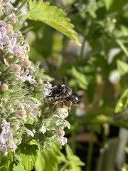 Anthophora terminalis