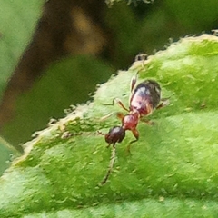 Anthelephila pedestris