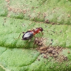 Anthelephila pedestris