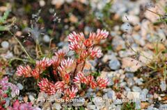 Sedum arenarium