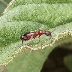 Anthelephila pedestris