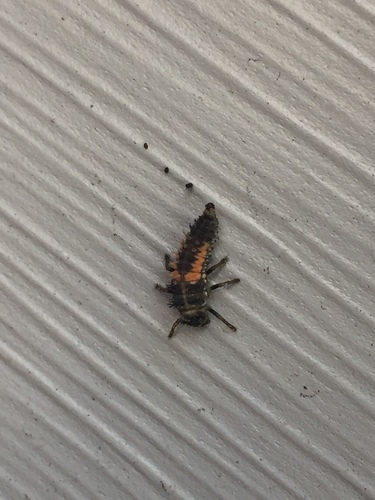 Asian Lady Beetle photographed in Massachusetts