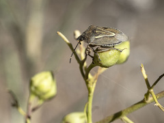 Eudolycoris alluaudi