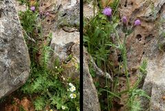 Cirsium creticum