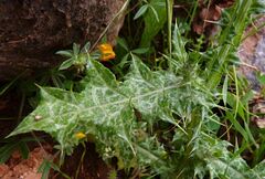 Cirsium creticum