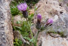 Cirsium creticum