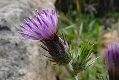 Cirsium creticum