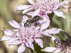 Megachile canariensis