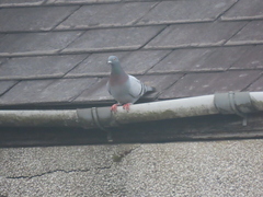 Columba livia domestica