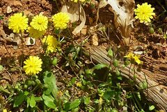 Crepis cretica