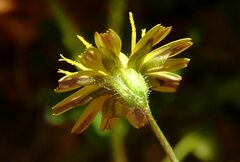 Crepis cretica