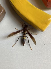 Polistes simillimus
