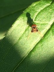 Chrysopilus basilaris