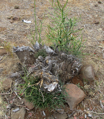 Euphorbia tirucalli