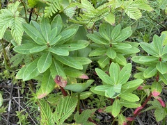 Euphorbia hylonoma