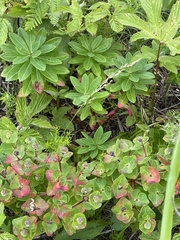 Euphorbia hylonoma