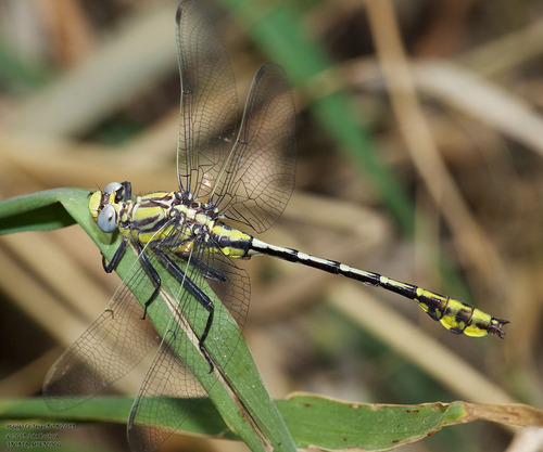 Tamaulipan Clubtail photo 3