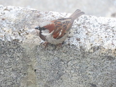 Passer domesticus