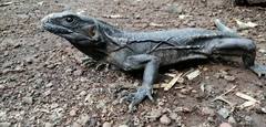 Ctenosaura