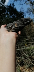 Ctenosaura