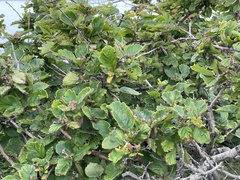Crataegus maximowiczii