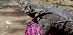 Ctenosaura