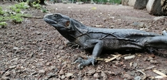Ctenosaura