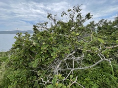 Crataegus maximowiczii