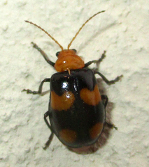 Sonchia sternalis