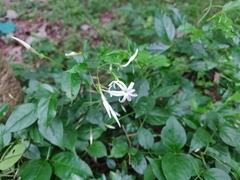 Jasminum ritchiei