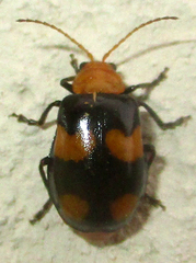 Sonchia sternalis