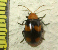 Sonchia sternalis