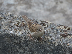 Passer domesticus