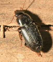 Anisodactylus opaculus