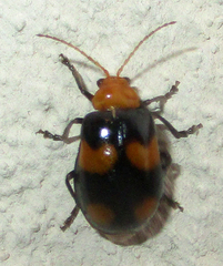 Sonchia sternalis