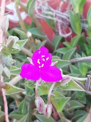 Callisia navicularis