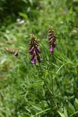 Hedysarum hedysaroides