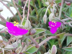 Callisia navicularis