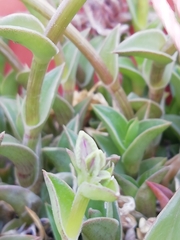 Callisia navicularis