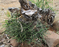 Euphorbia tirucalli
